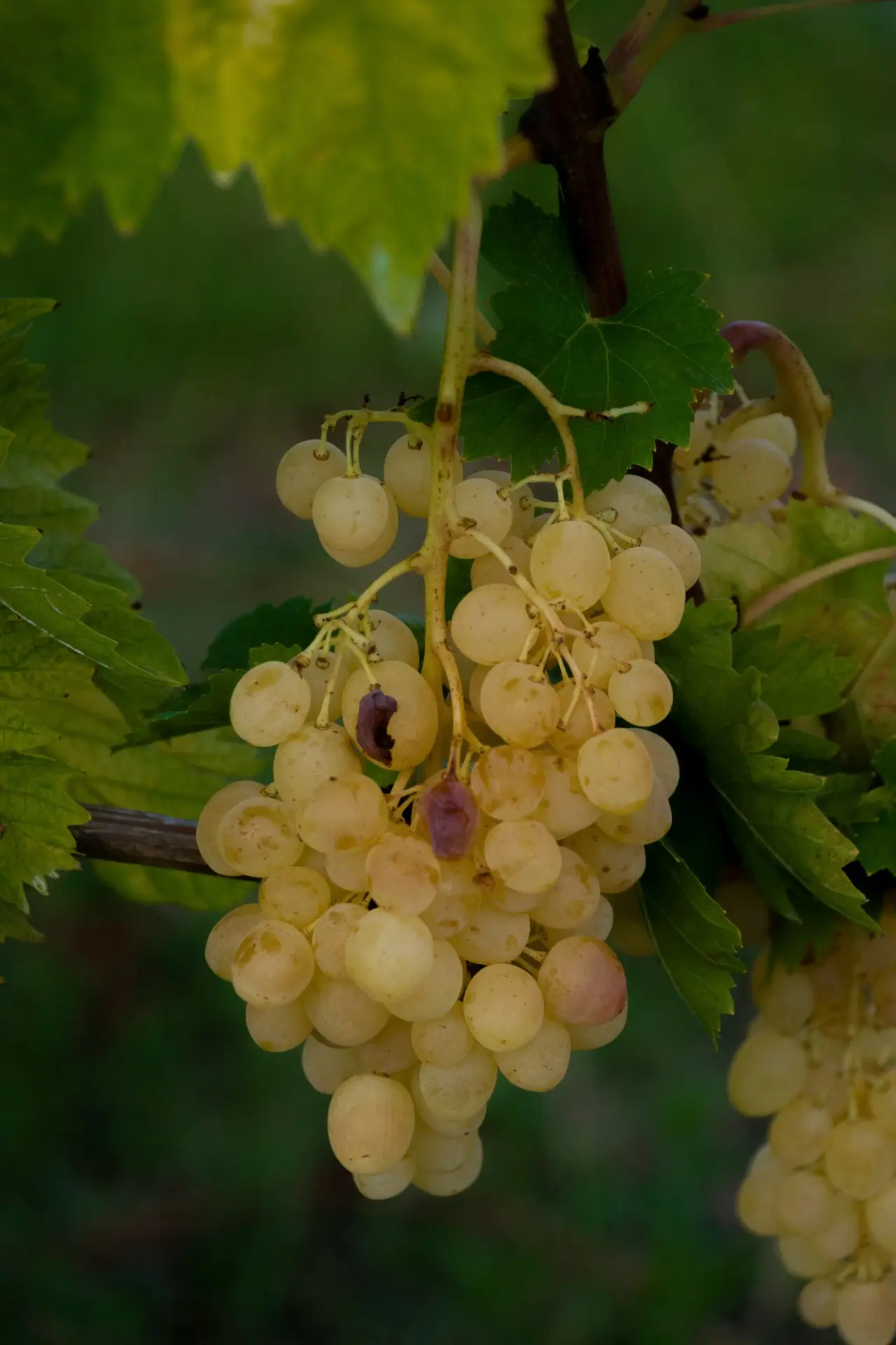 Wine Tour