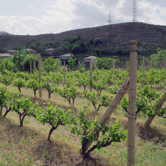 Areni in southern Armenia is a well known wine producing region.